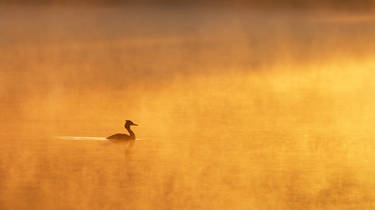 Great Crested Grebe