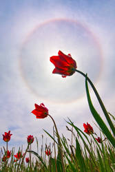 Tulip Halo