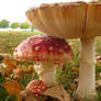 Amanita muscaria's