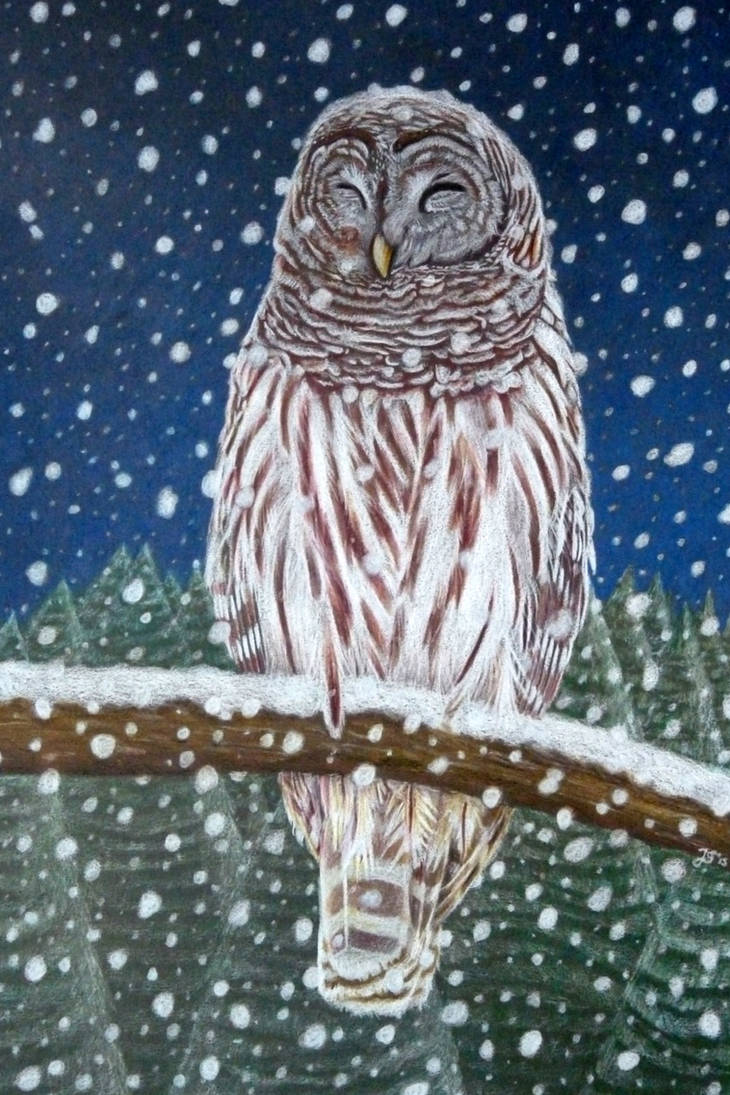 Barred owl in the snow