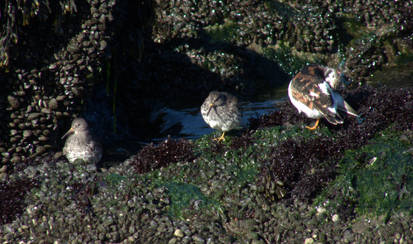 Birds at the beach