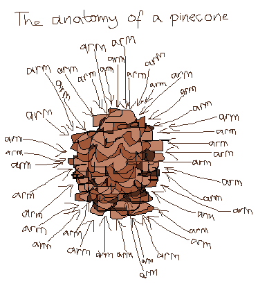 The Anatomy Of a Pinecone