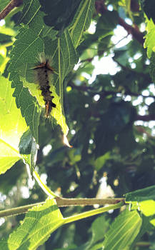 Friend on the Mulberry Tree