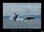 Born To Be Free by diver420