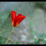 Poppy or tulip