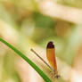 Geometries of a dragonfly