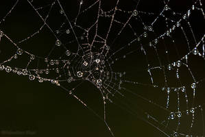 Silver web