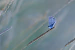 Cerulean by Amersill