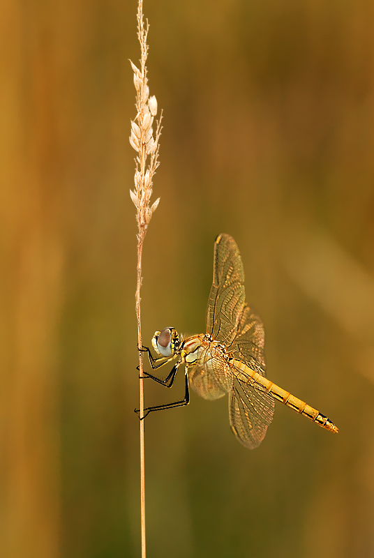 Golden wings