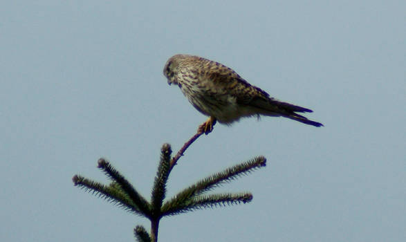 Common Kestrel