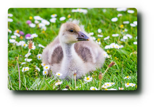 Duckling