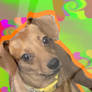 I edited my dog