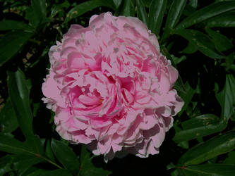 Peony Blossom