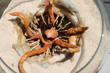 Baby Sarlacc Pit Monster 1