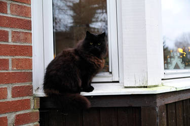 Hercules on windowsill