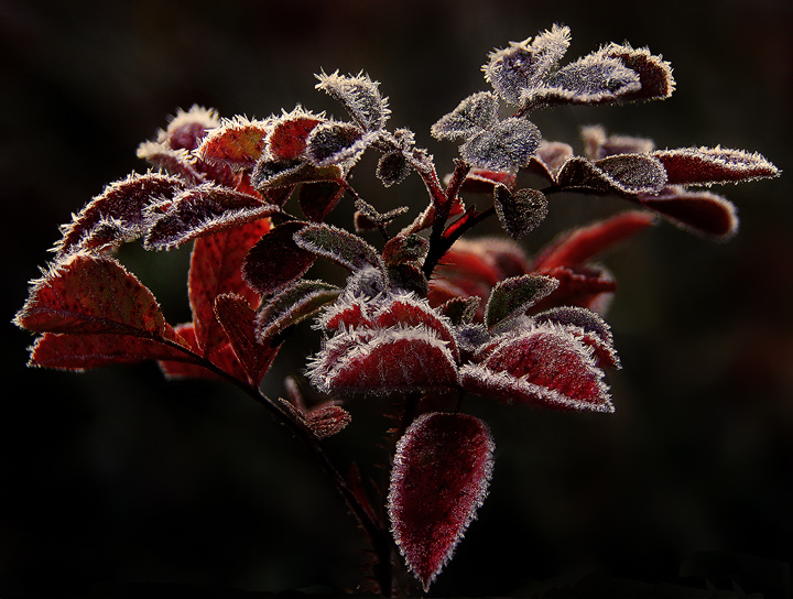 Frosty leaves