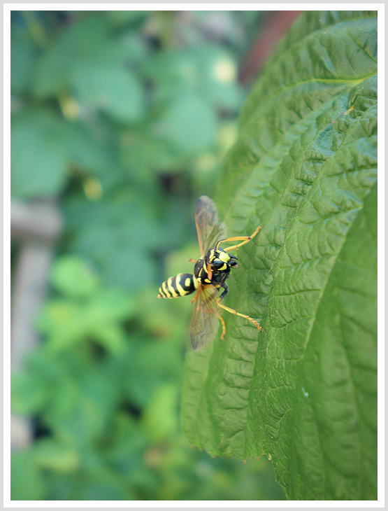 Wasp Wings by emeraldibis on DeviantArt