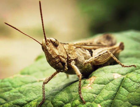 grasshopper 1