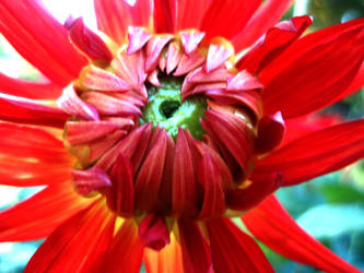 Dahlia Fire 35