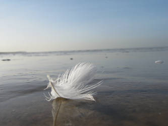 Feather