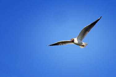 Stalking seagull