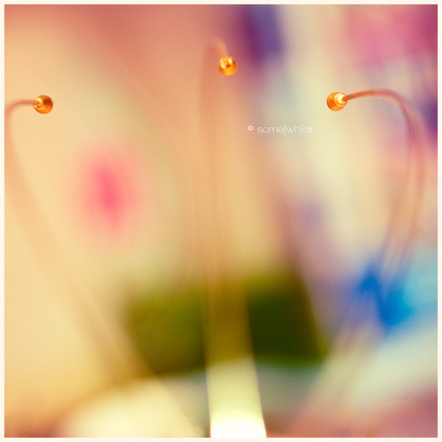 This Is Not A Flower by Hantenshi