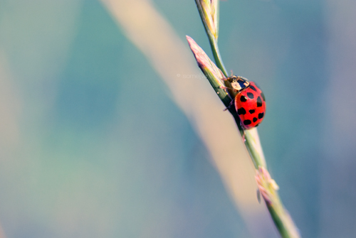 Lady Bird