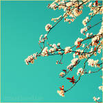 Japanese Sakura by Hantenshi