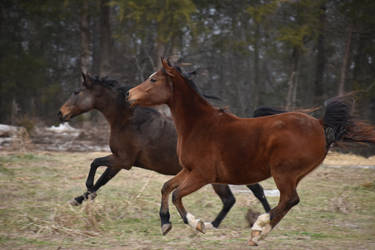 Arab and TB Galloping