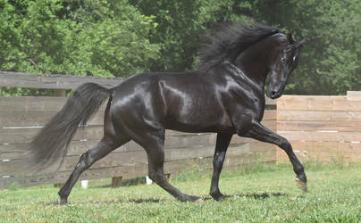 Black Stallion Gait