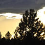 Tree + yellow sky