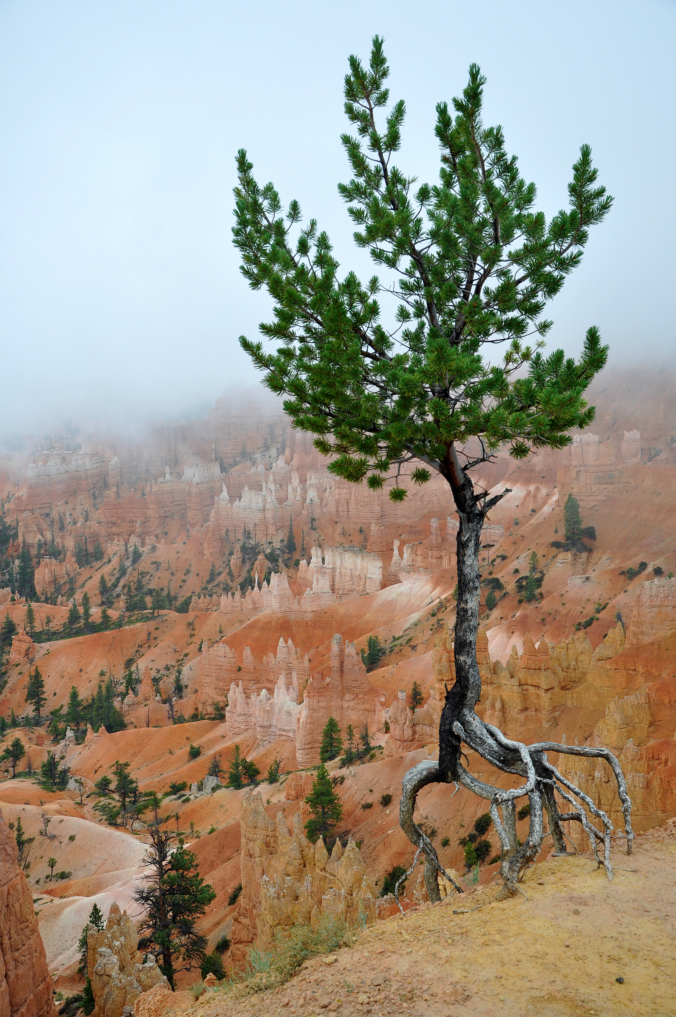 Lonely tree