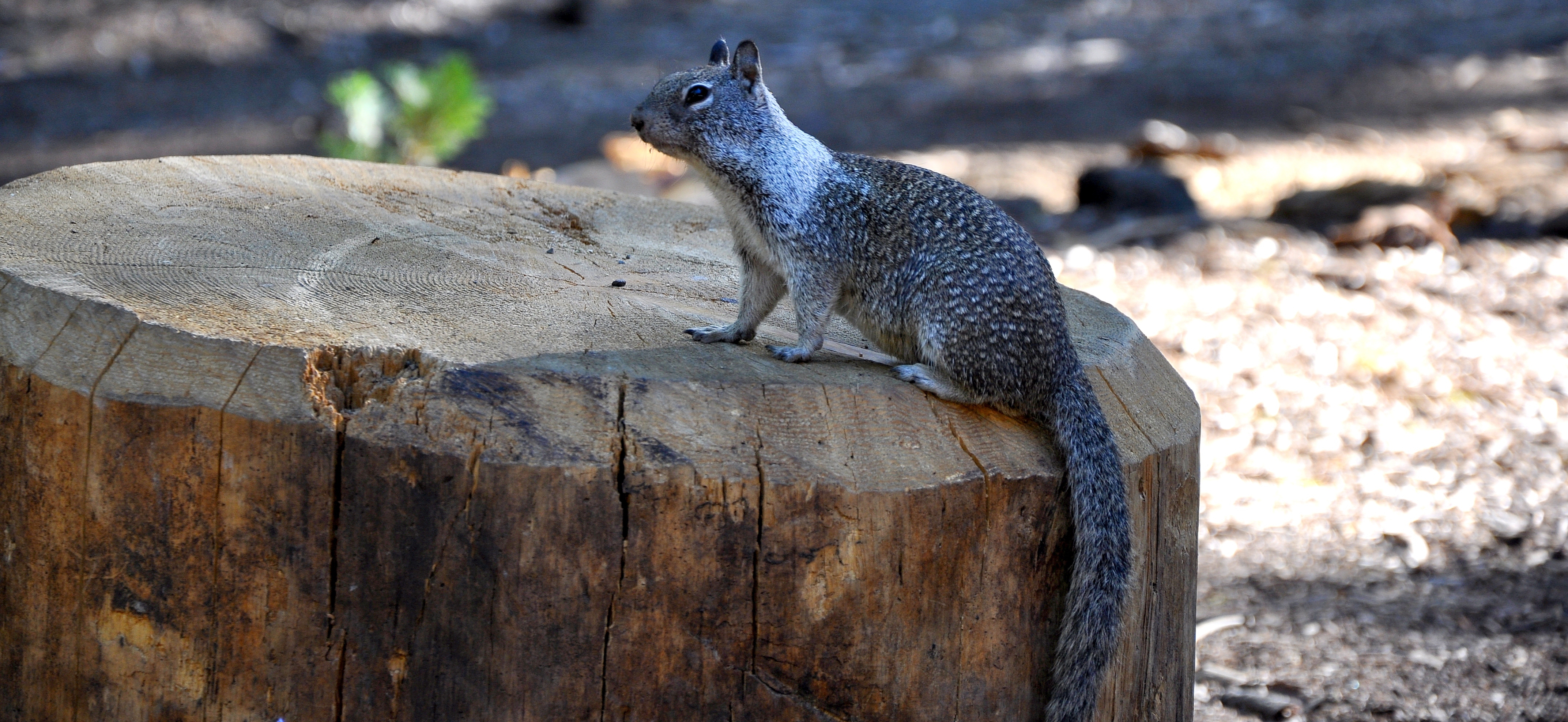 On the watch for nuts