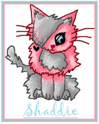 Shaddie the cat