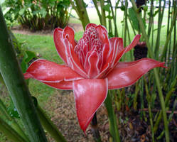 Costa Rican Flower