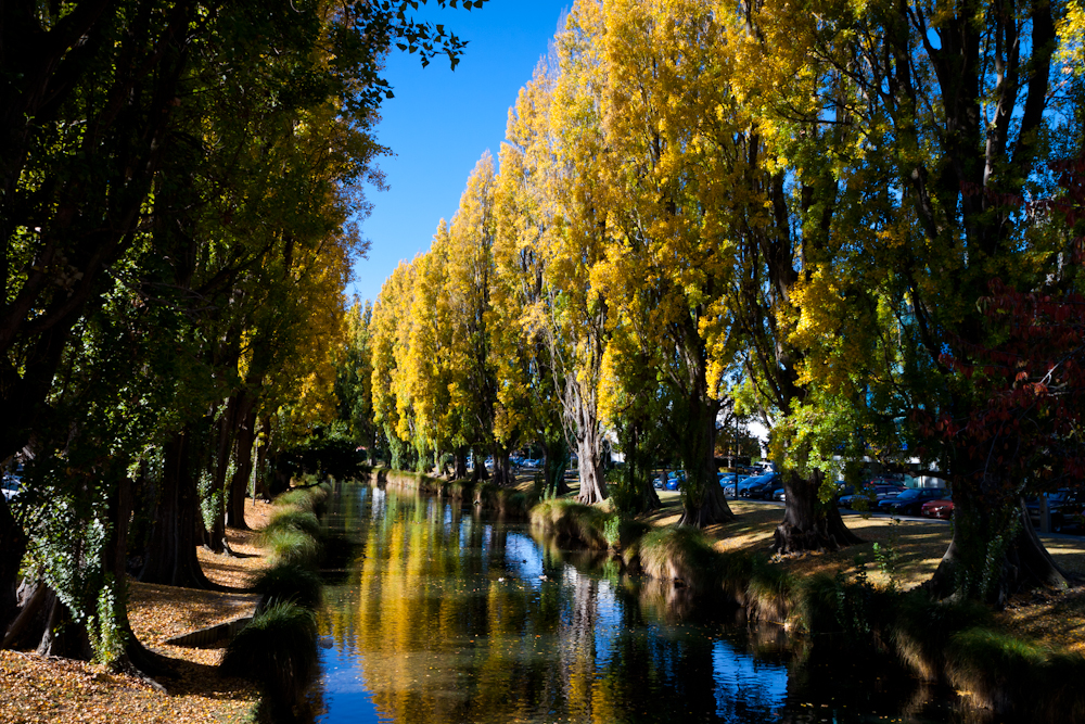 Poplar Trees, Avon River