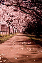 Blossom Path