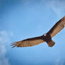 Andean Black Vulture