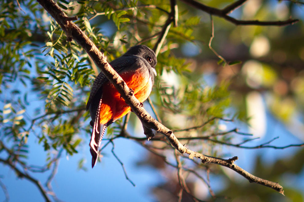 Red Bellied Thrush