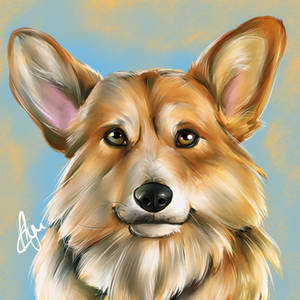 Welsh Corgi portrait