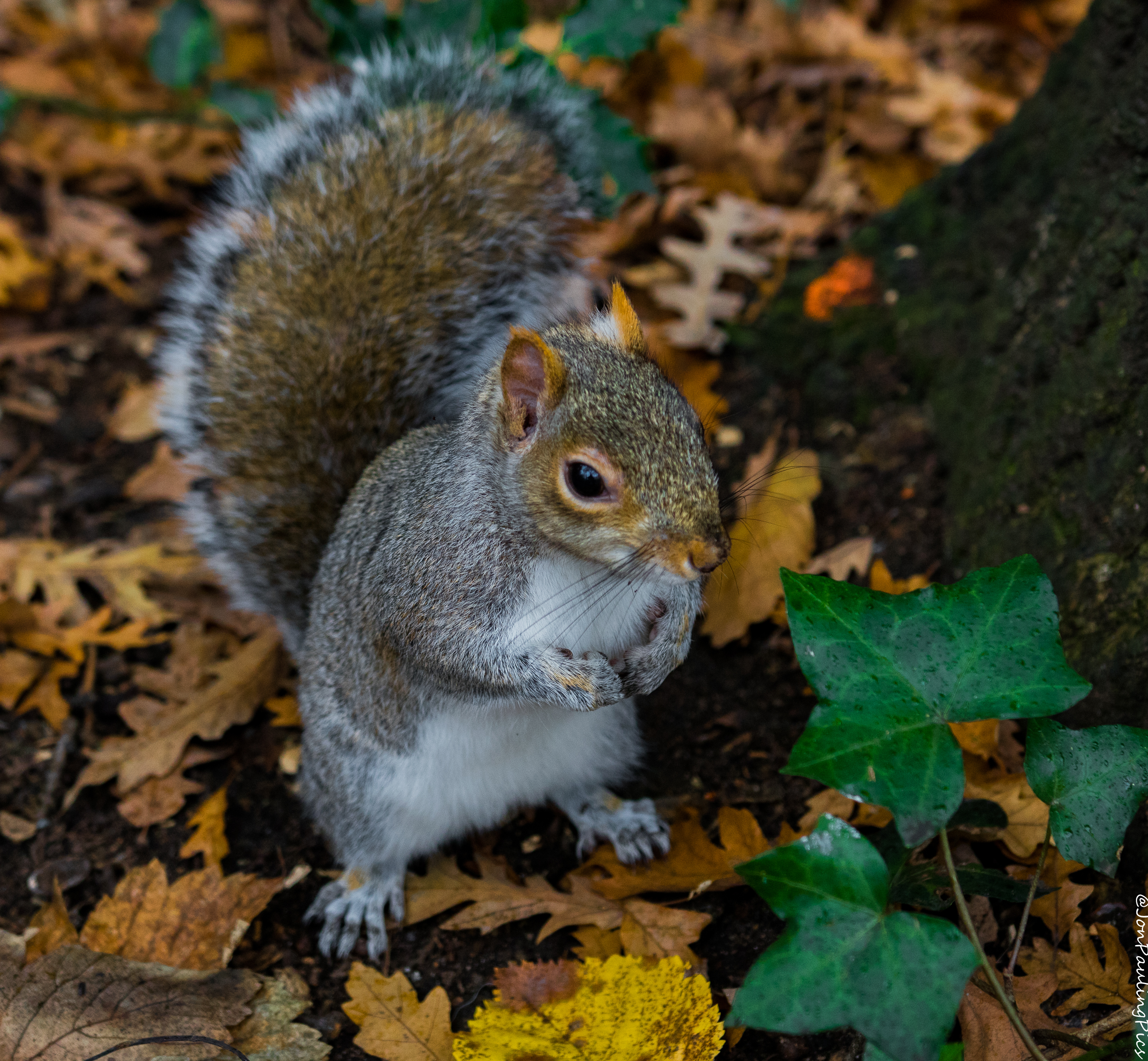 Kyoto Squirrel