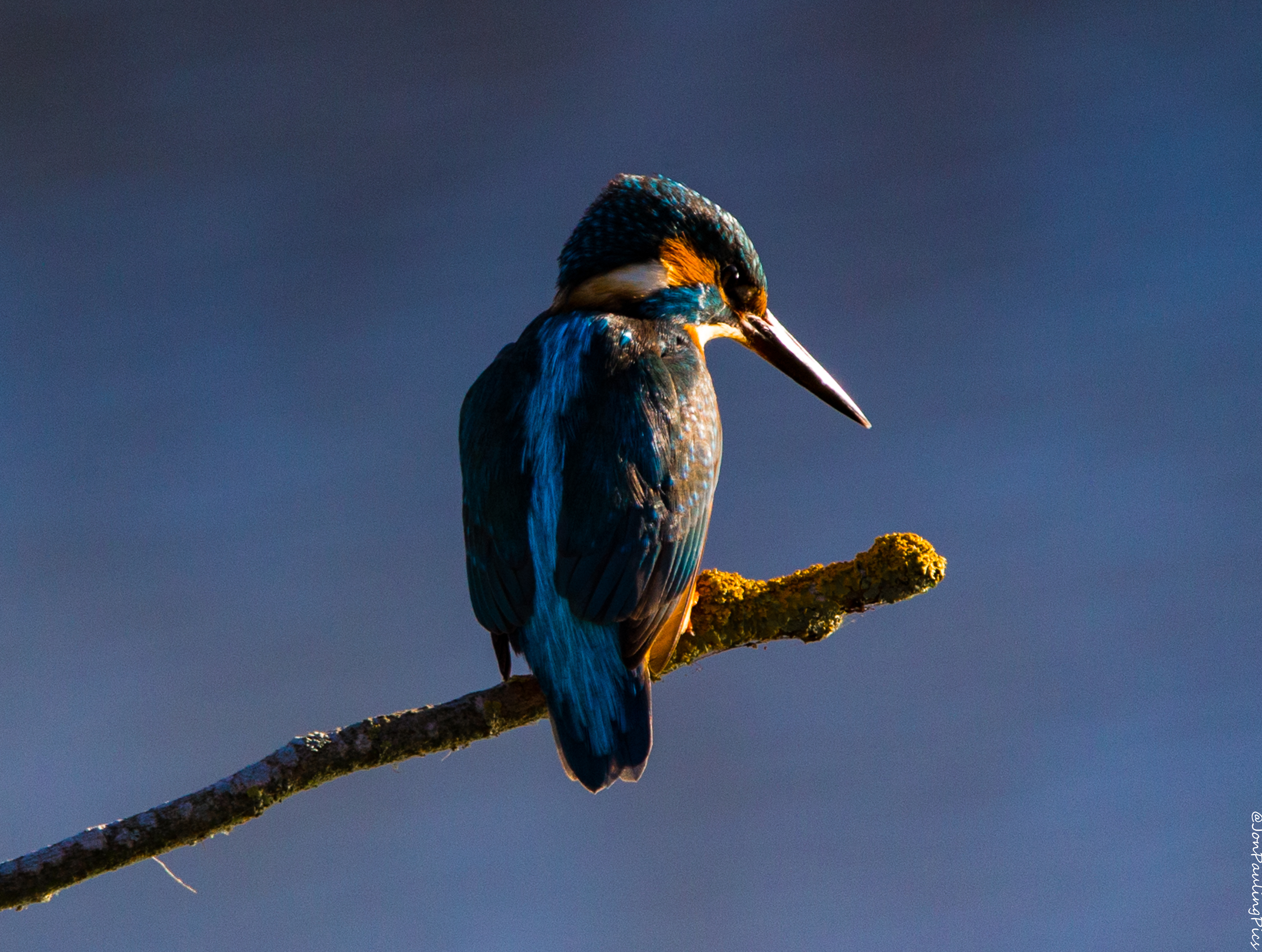 Kingfisher Diaries (3)