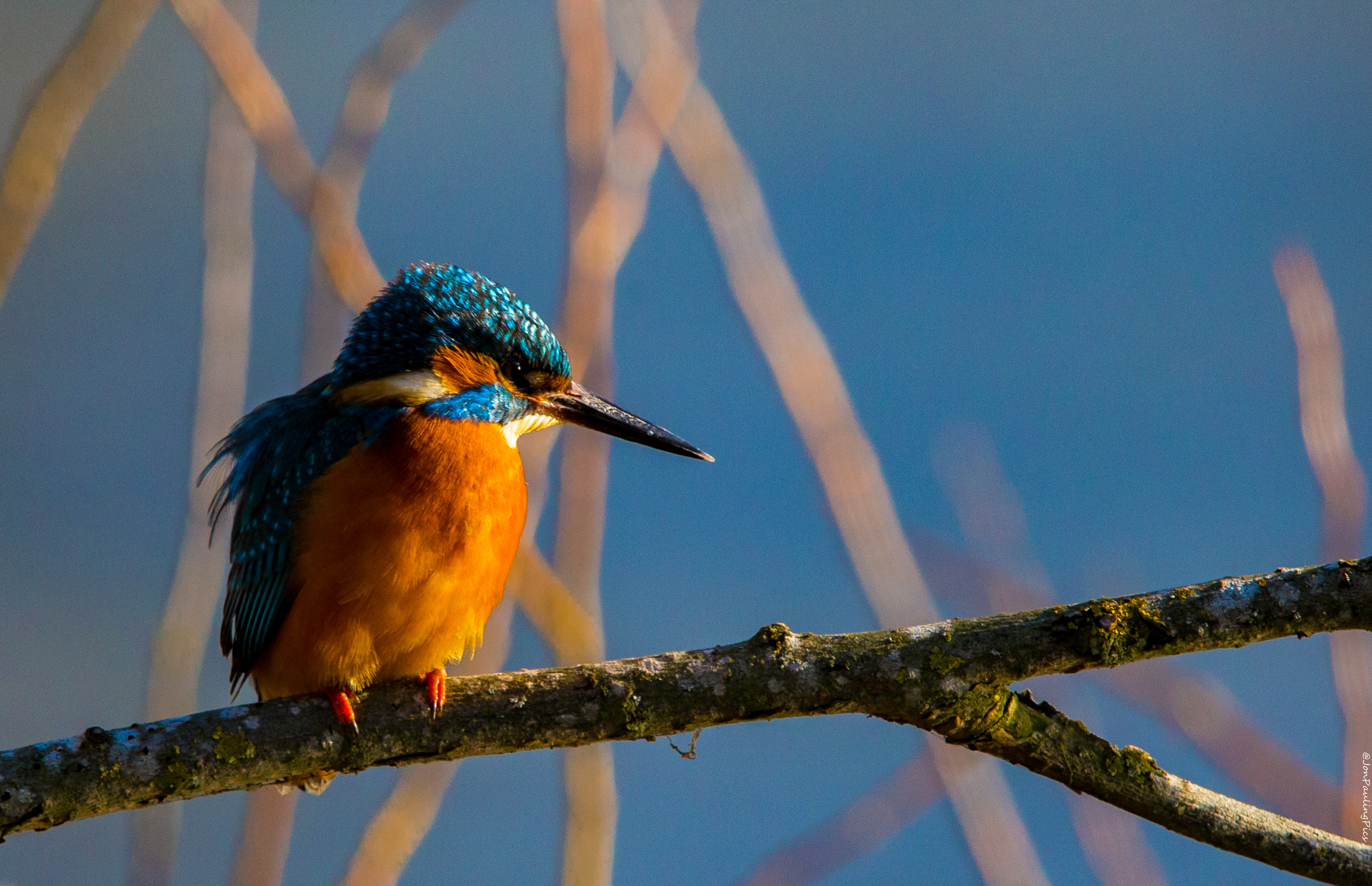 Kingfisher Diaries (4)