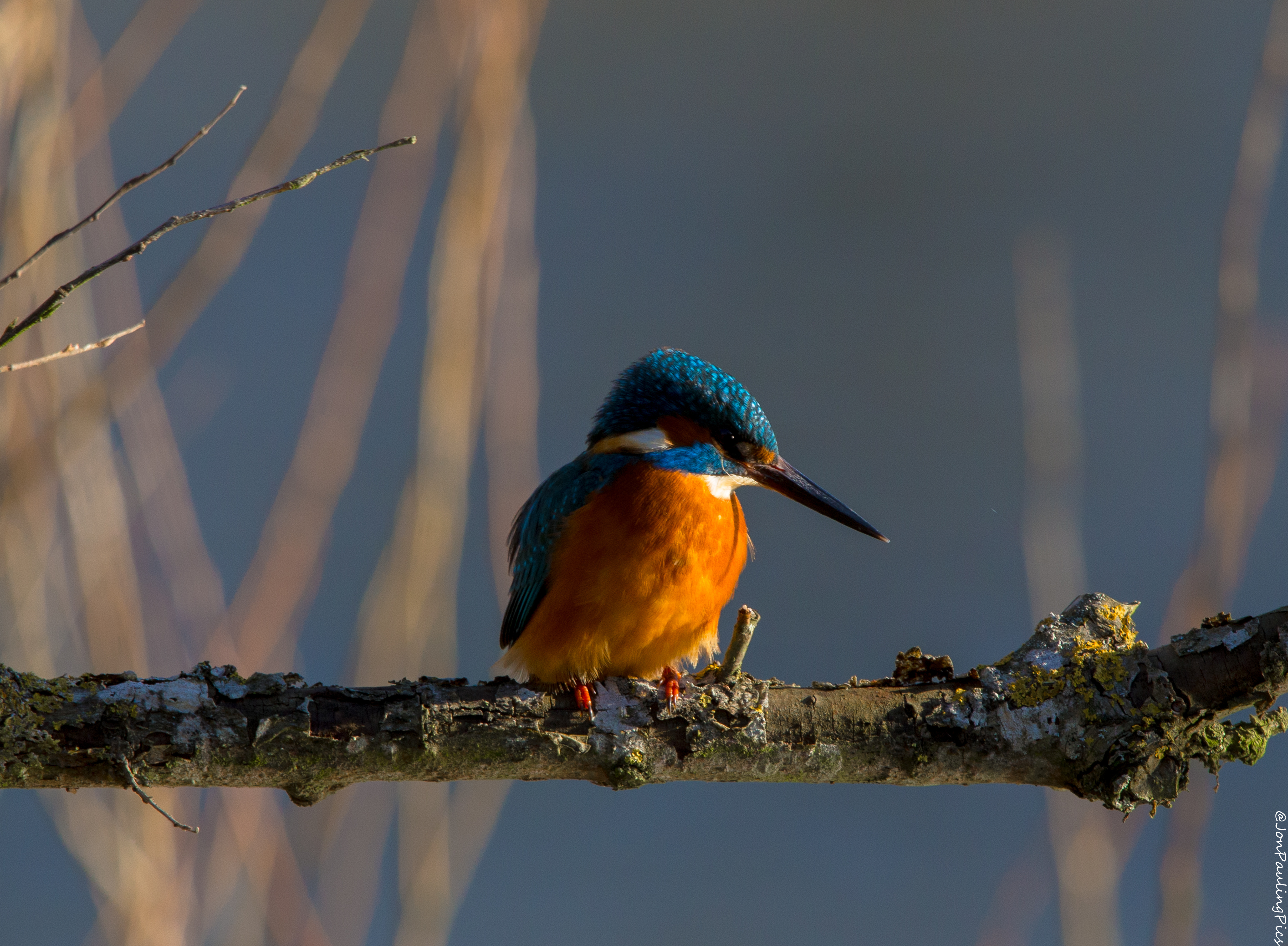 Kingfisher Diaries (5)