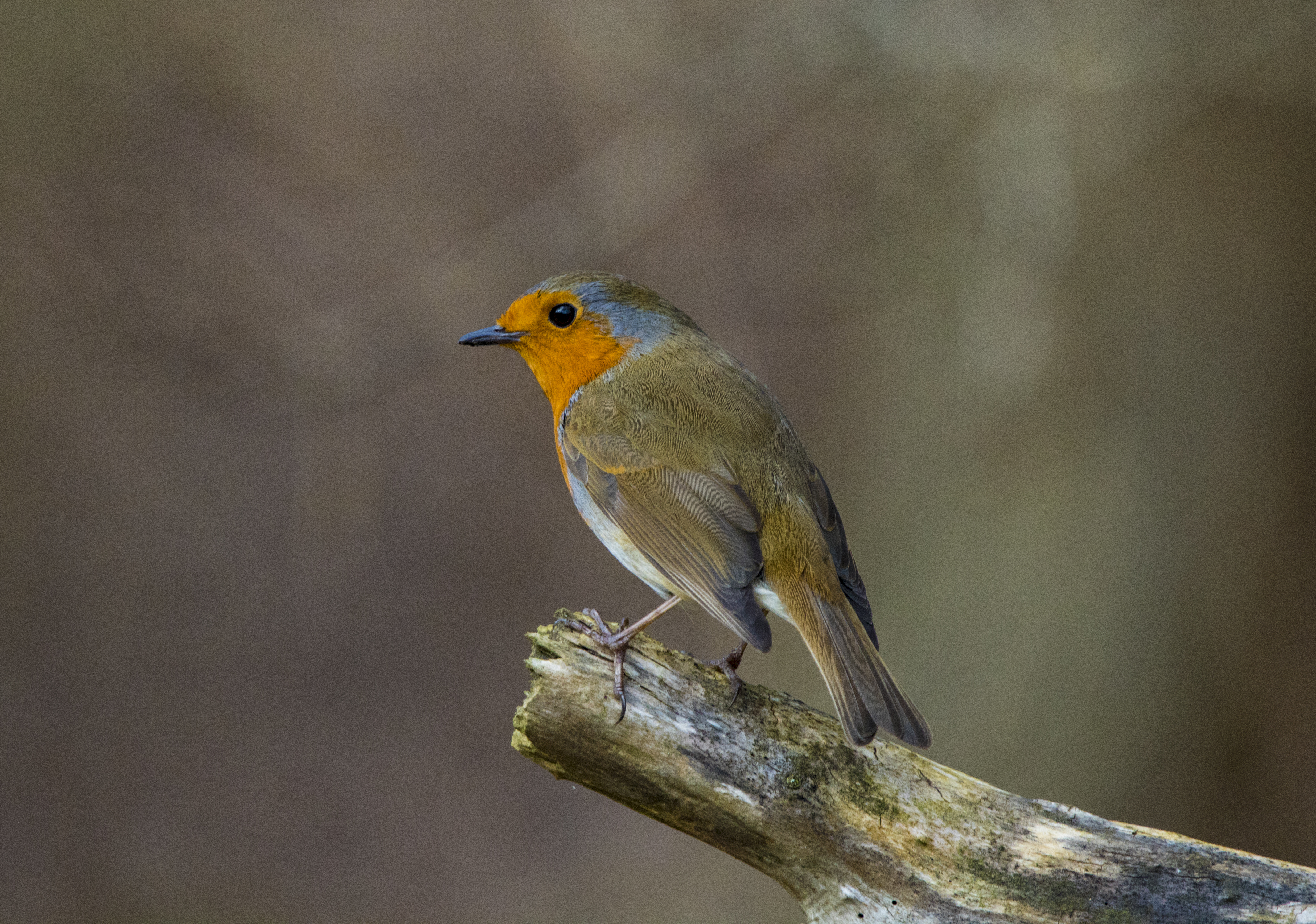 Perched Robin!