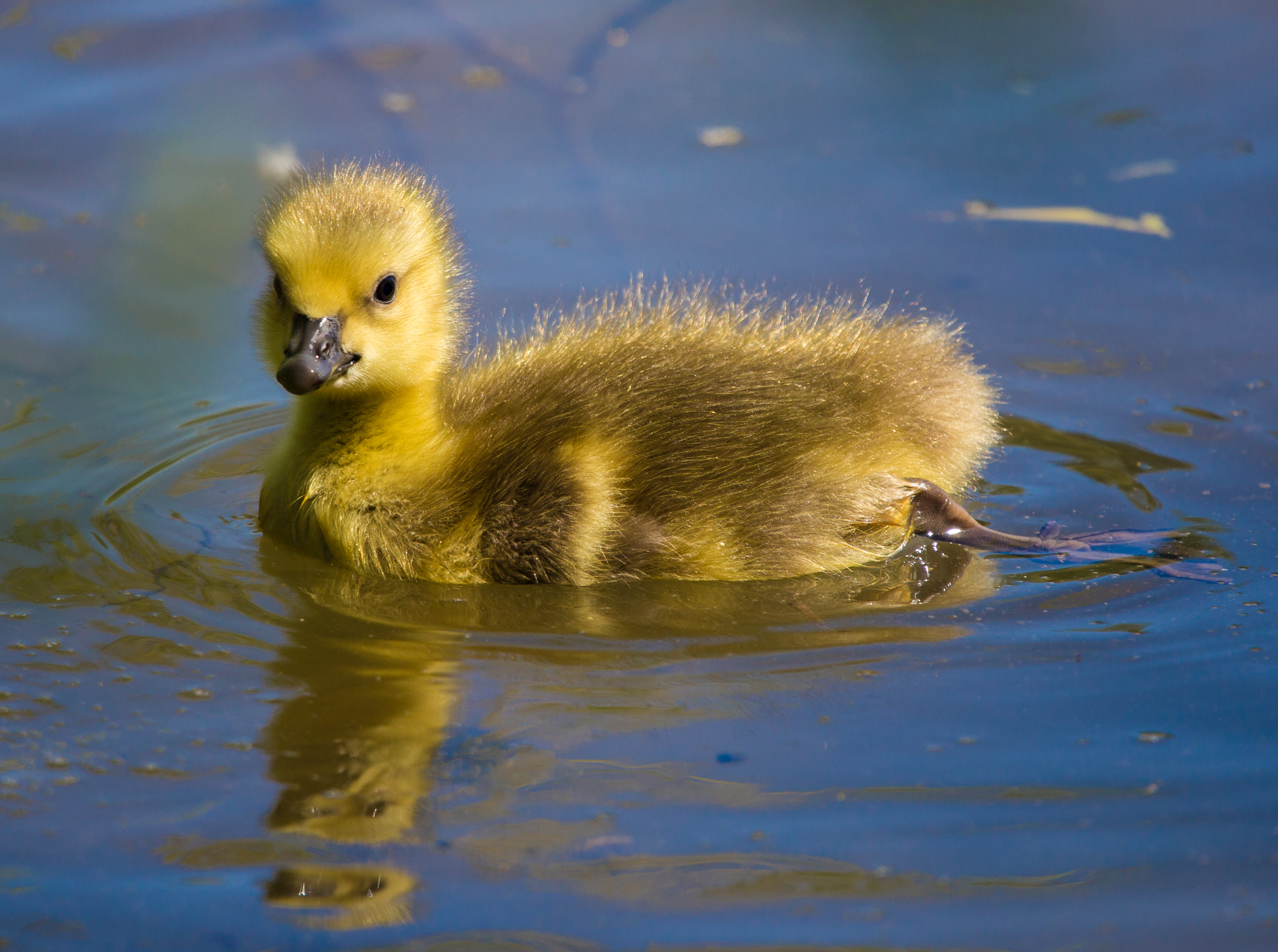 Golden Gosling