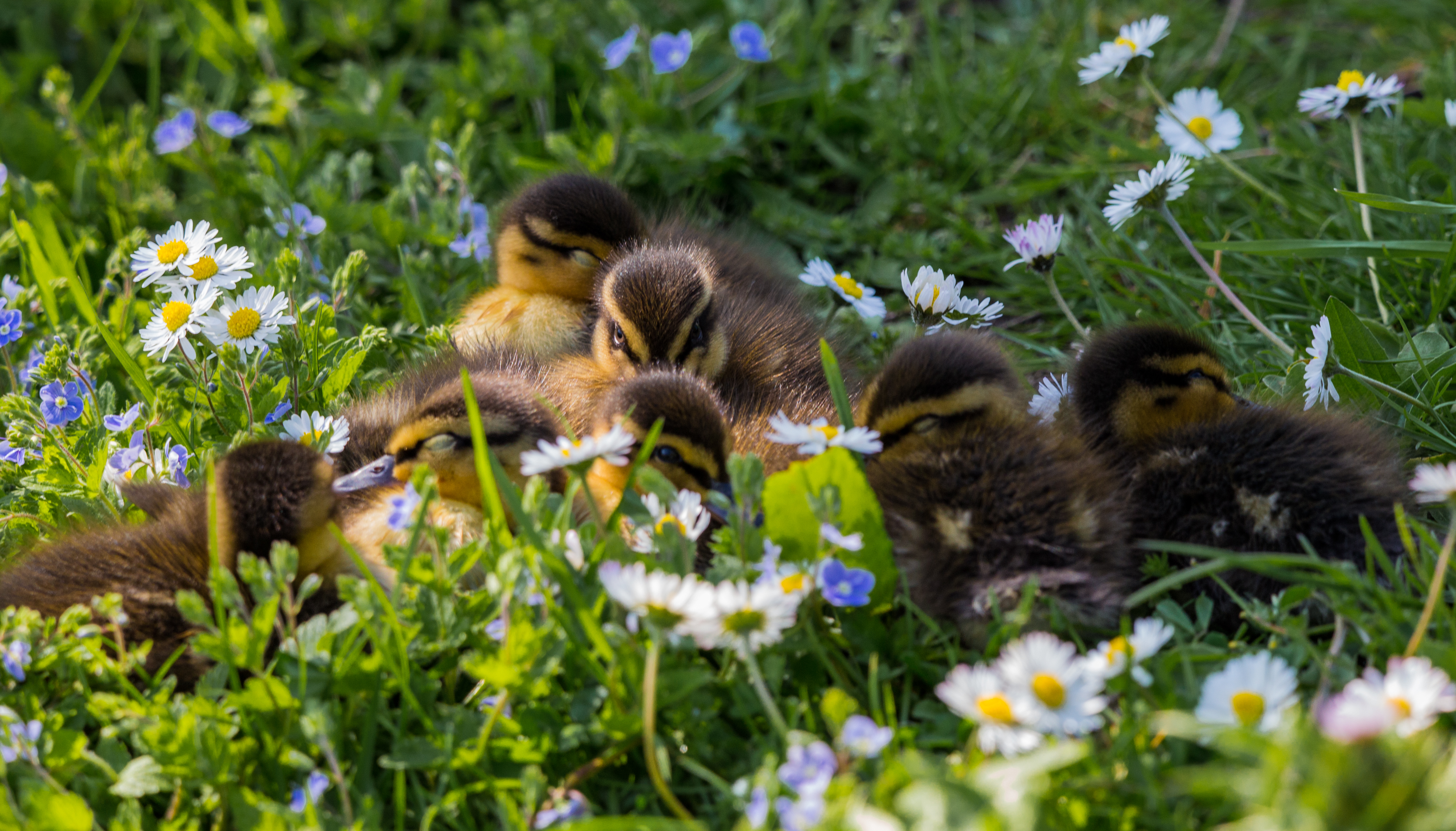 Day-old Ducklings