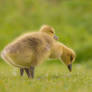 Goslings on the Meadow!