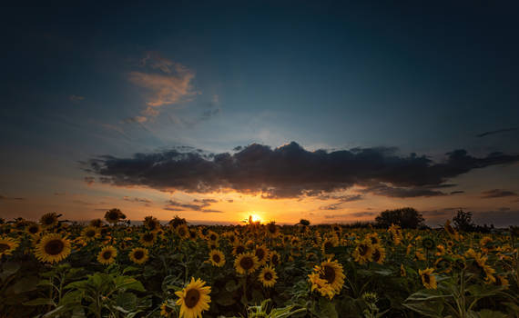 Sunset n Sunflowers!