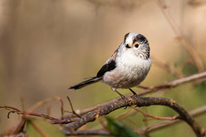 LTT (2)